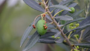 Olive
