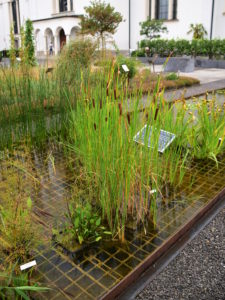 Wasserpfflanzen