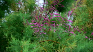 Tamariske