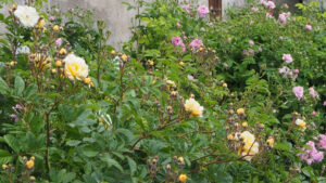 Rosen an der Südmauer